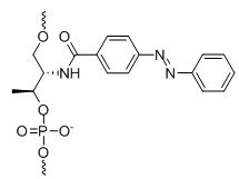 Bio-Synthesis Inc. Oligo Structure